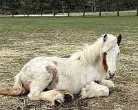 gypsy-vanner-horse-for-sale