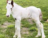 gypsy-vanner-horse