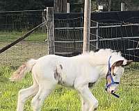 gypsy-vanner
