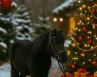 all-around-miniature-horse