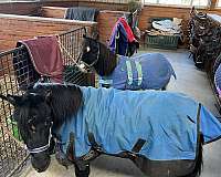 beginner-miniature-horse