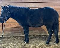 companion-miniature-horse