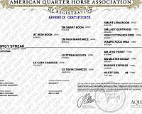 athletic-ability-appendix-horse