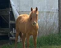 brand-appendix-horse