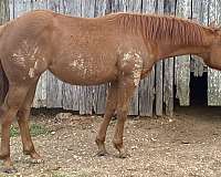 bred-mare-appendix-horse