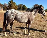 appaloosa-mare