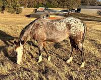 appaloosa-pony-for-sale