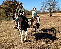 appaloosa-pony