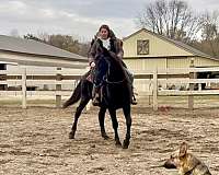 therapy-morgan-pony