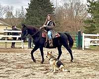 field-trial-morgan-pony