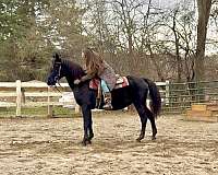 all-around-morgan-pony