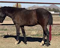 quarter-pony-for-sale