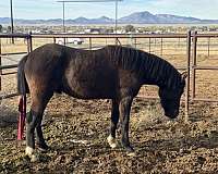 quarter-pony