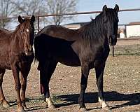 quarter-pony-gelding