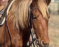sorrel-pony-quarter-pony-filly