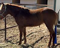 quarter-pony-filly