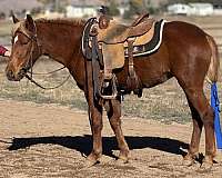 quarter-pony-for-sale