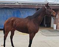 thoroughbred-mare