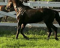 thoroughbred-horse-for-sale