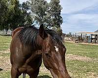 thoroughbred-horse