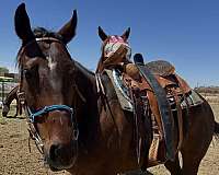 broodmare-thoroughbred-horse