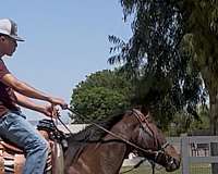 disposition-thoroughbred-horse