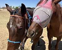 easy-thoroughbred-horse