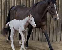 wha-horse