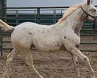 wha-walkaloosa-filly