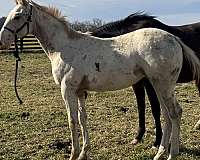 15-hand-walkaloosa-filly