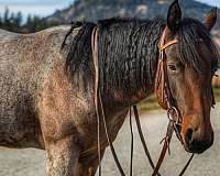 quarter-horse-filly