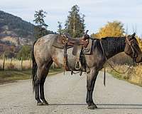 quarter-horse-for-sale