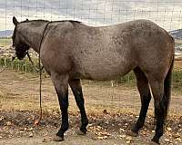 quarter-horse