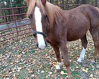 tennessee-walking-gelding
