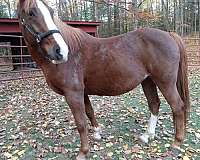 tennessee-walking-horse