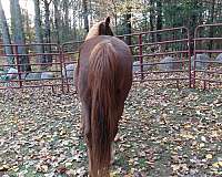 tennessee-walking-horse-for-sale