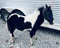pony-stallion