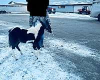 pony-for-sale