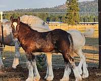 all-around-gypsy-vanner-horse