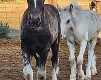 smokey-black-gypsy-vanner-colt