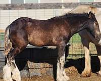smokey-black-all-around-horse