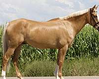palomino-all-around-pony