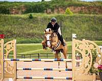 palomino-dressage-pony