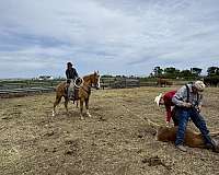 palomino-eventing-pony