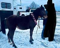 cross-racing-pony