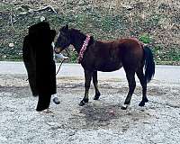 crossbred-pony-gelding