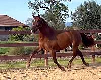 utrerano-andalusian-horse