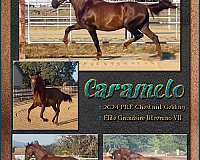 elite-bloodlines-andalusian-horse