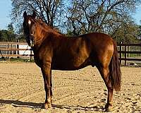 elite-bloodlines-horse