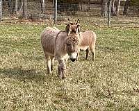 grey-donkey-gelding